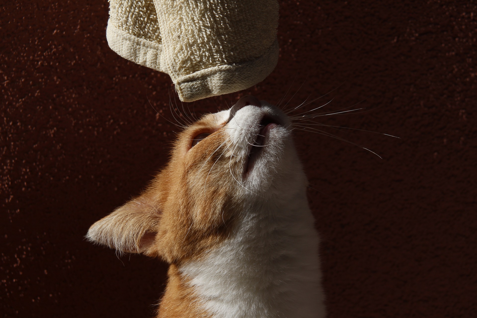 Katze mit Handtuch
