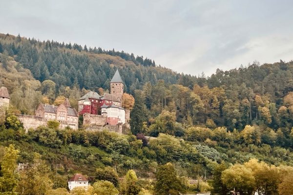 Ein Schäufele im zauberhaften Taubertal