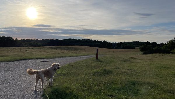 einmal durch das Katzengatter / Teil 1